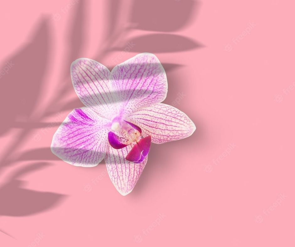 Tipos de Orquídeas