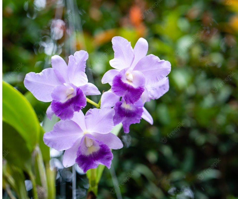 Orquíde Catleya