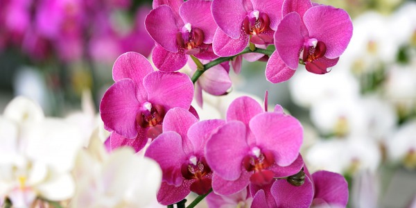 Cuidados de la Orquídeas