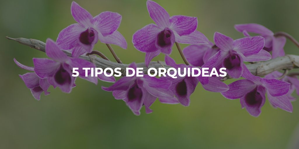 5 Tipos de orquídeas